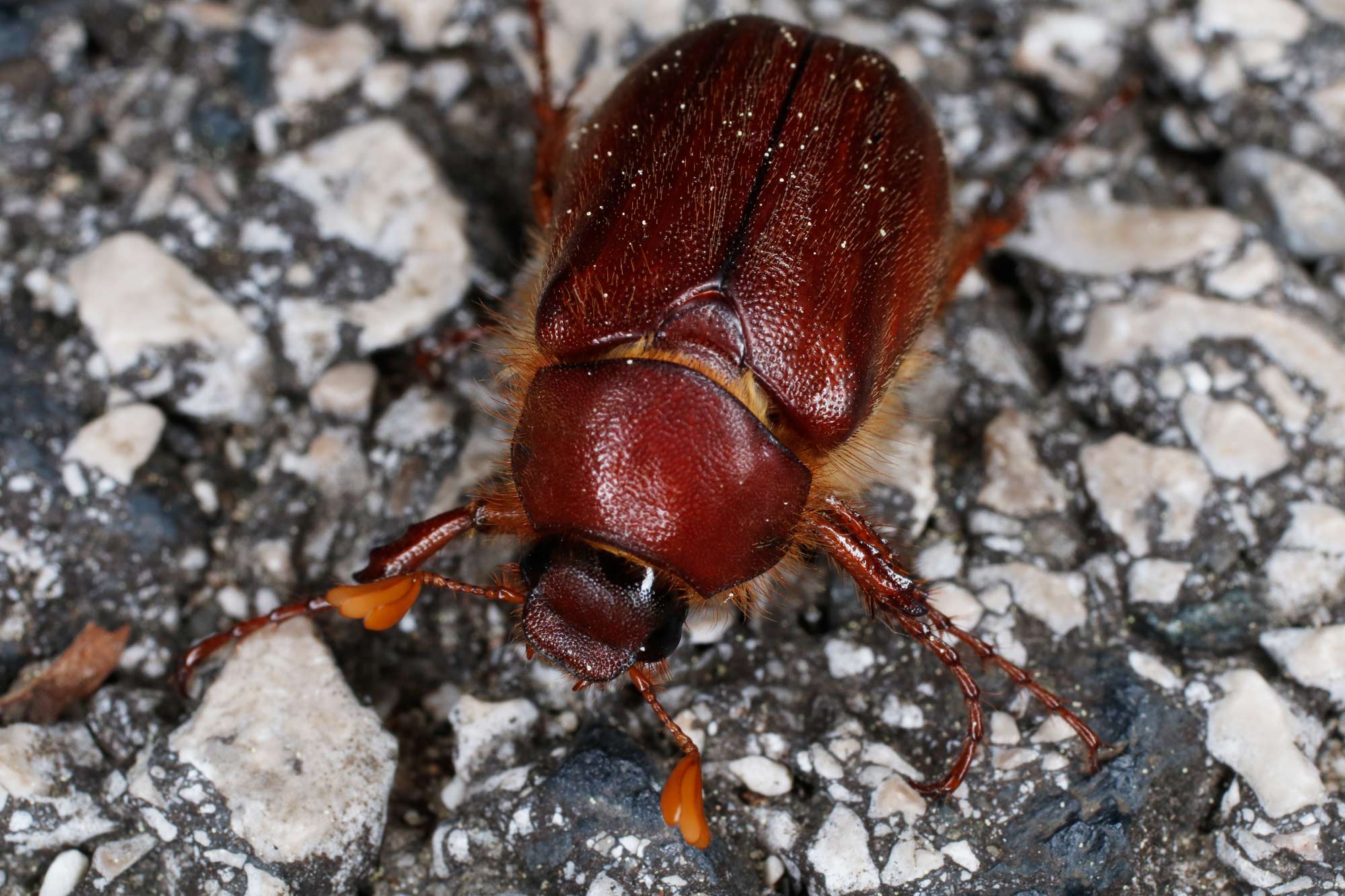 Melolonthidae: Rhizotrogus aestivus?  No, Holochelus fraxinicola